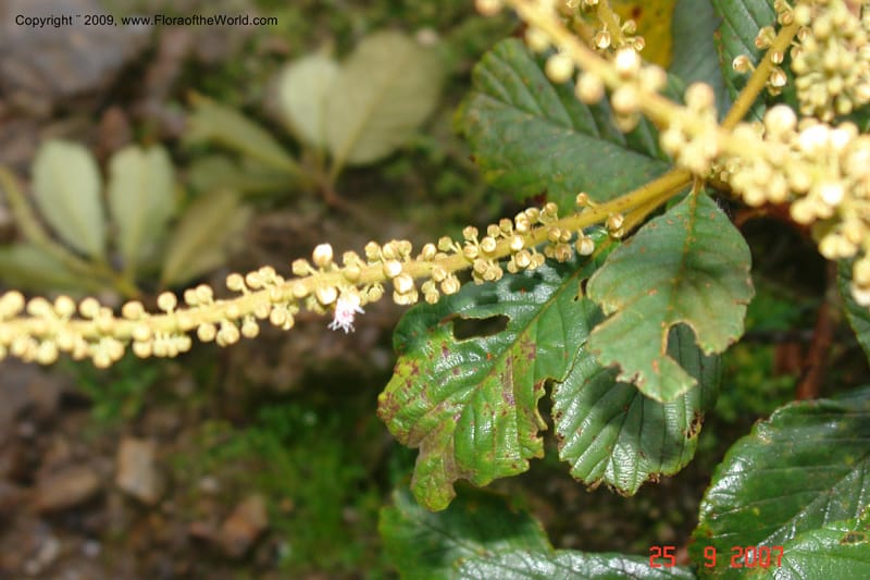 Clethra, D. Neill 16019--Ecuador.Prov.ZamoraC.ResTapichalaca-roadside 25 Sep 2007 172 (4).jpg