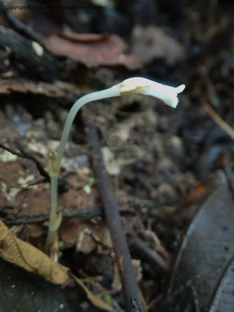 Gymnosiphon, Davidson, C 12931--Sabah. Kinabalu Nat. Park. Nalumad Substesen. 29 Mar 2015. DSC01294 (45).JPG