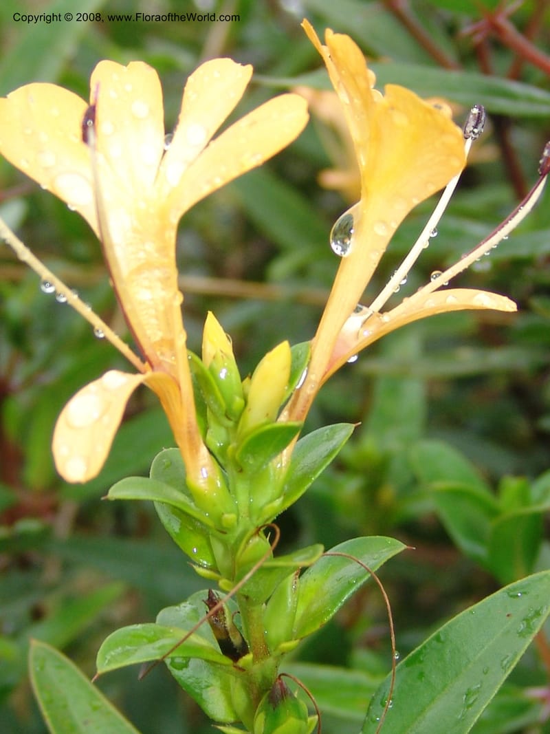 Barleria prionites, Z.Rogers912--Madag. Prv. Toliar. Rd Tolanaro-Amboasary. 20 Jan 06. 117.jpg
