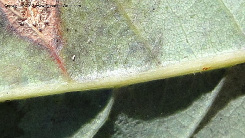 Quercus sebifera, H. Gomez Dominguez 2806--MX. Chiapas. Crucero Trinitaria y  Montebello. 21 Sept 2010. 198 (21).jpg