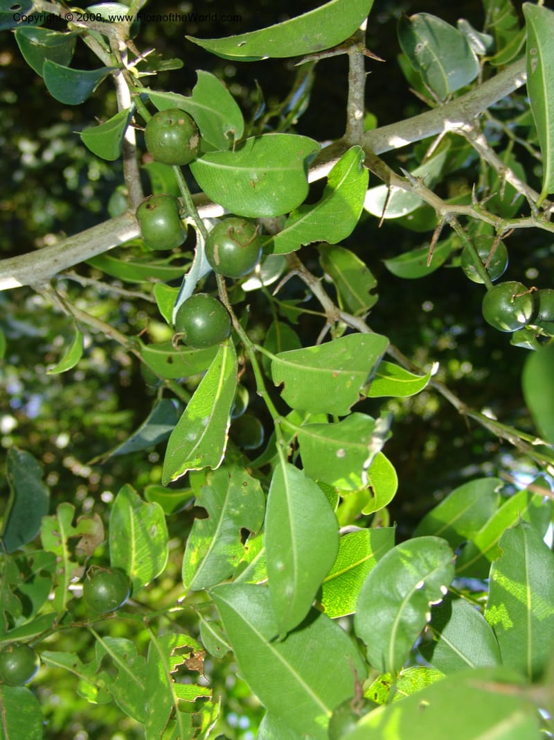 Chaetacme aristata--So.Africa. KZN. Scottburgh, S of Durban. 12 Mch 05. 031.jpg