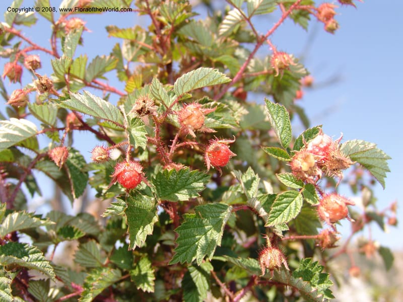 Rubus idaeus, CDavidson10986--ID. Idaho Co. Josephine Lake 14 Aug 06. 026.jpg