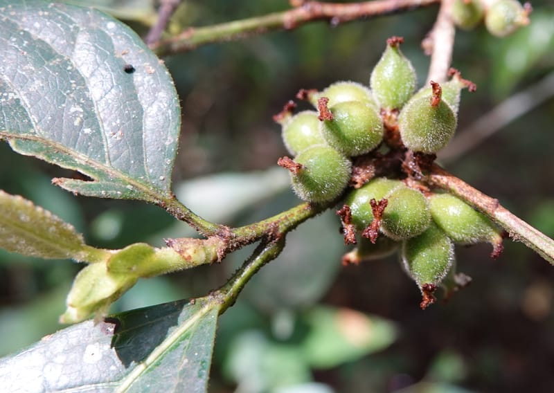 Aporosa dioica, D. Boufford 44137--China. Yunnan. Pu Wen to Da Du Gang on G213. 4 May 2018. DSC01724 (162).JPG