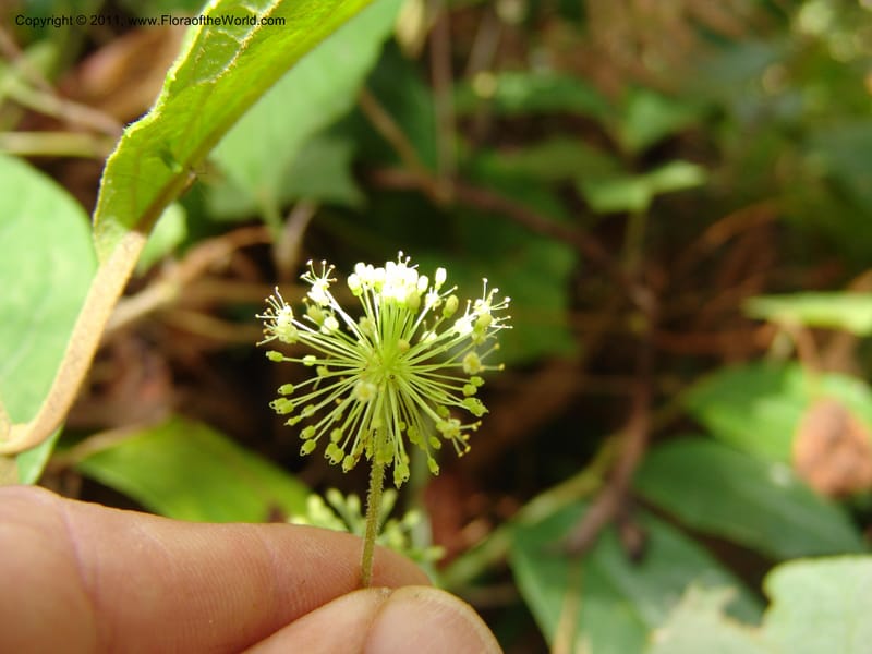 Hydrocotyle acutifolia, RVasquez 31477--Peru. Prov. Oxa. Parq. Nac. Yanachaga Chemillen. 12 Oct 06. 448 (1).jpg
