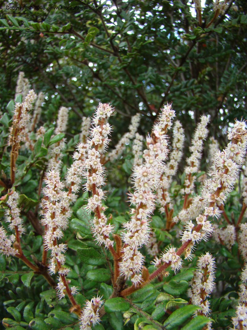 Cunonia, JMunzinger4873--New Caledonia. Monts Dzumac. 20 Nov 07. 135.jpg