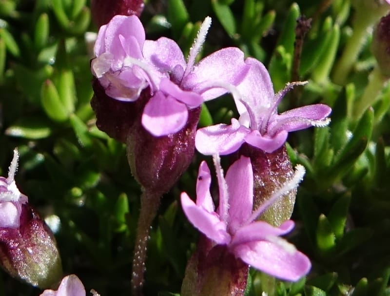 Silene exscapa, Callmander, M 1279--Switzerland. Furkapass. 1 Jul 2016. DSC06826 (169).JPG