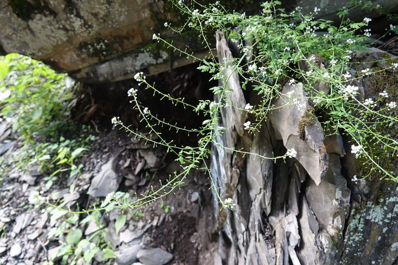 Yinshania acutangula subsp. wilsonii, C. Davidson 13755--China. Sichuan. Yibailingba-gou. 12 Aug 2017. DSC04660 (674).JPG