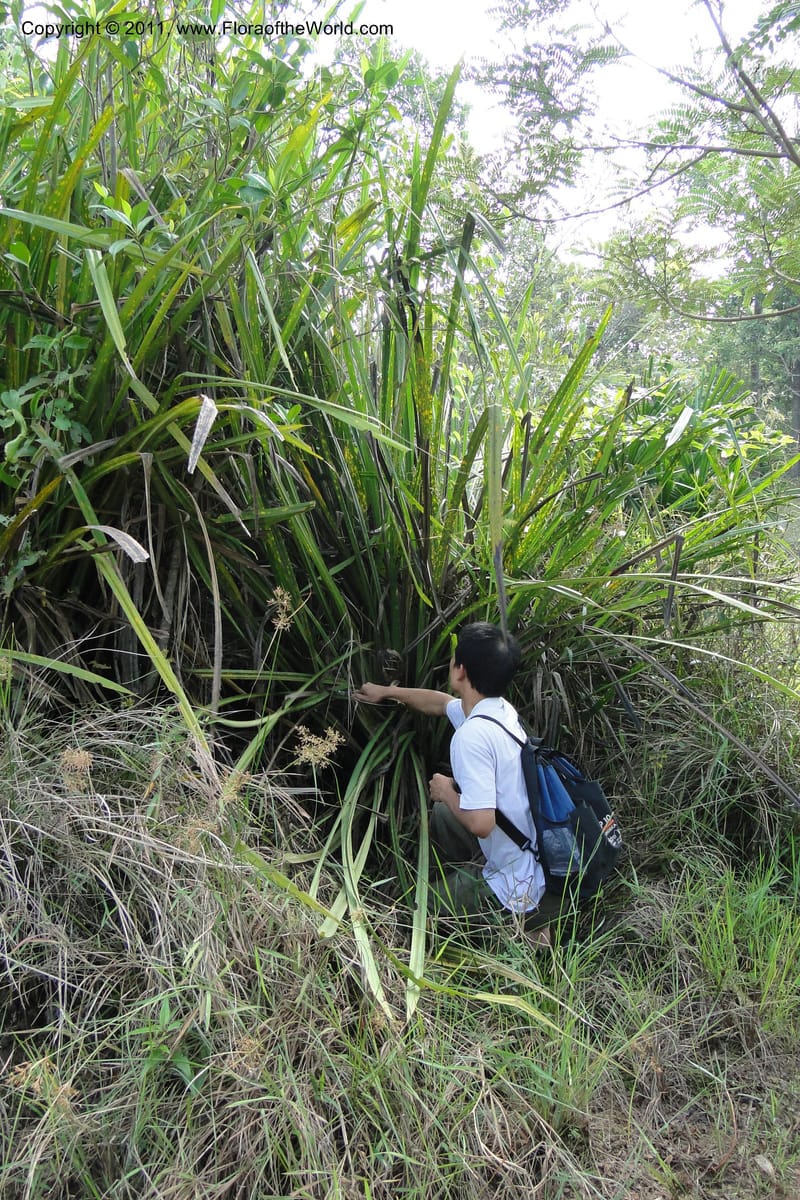 Pandanus urophyllus, Regalado 1955--Viet Nam. Forest Block 19. 15 May 2011. 019 (17).jpg