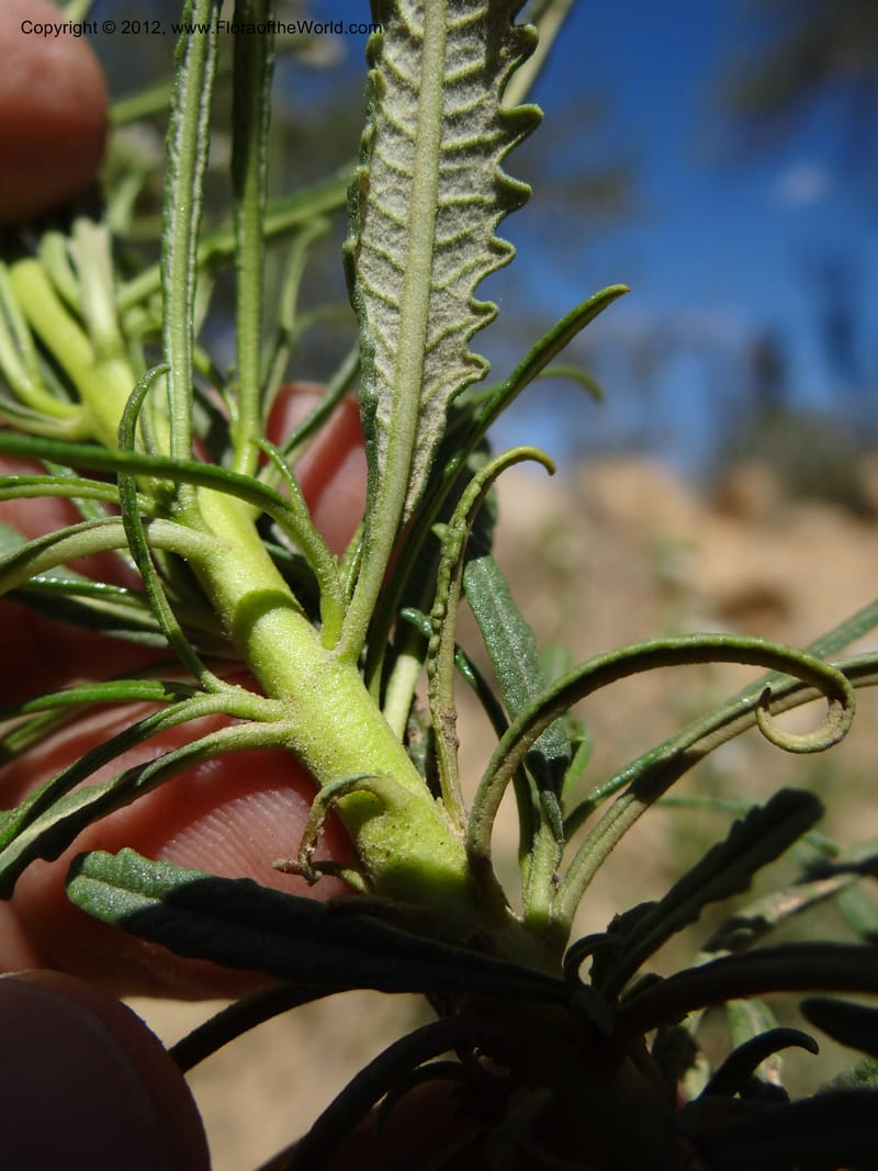 Eriodictyon angustifolium, Davidson, C 11943--AZ. Yavapai Co. Crown King Rd. 7 May 2012. DSC0894 1 (98).JPG