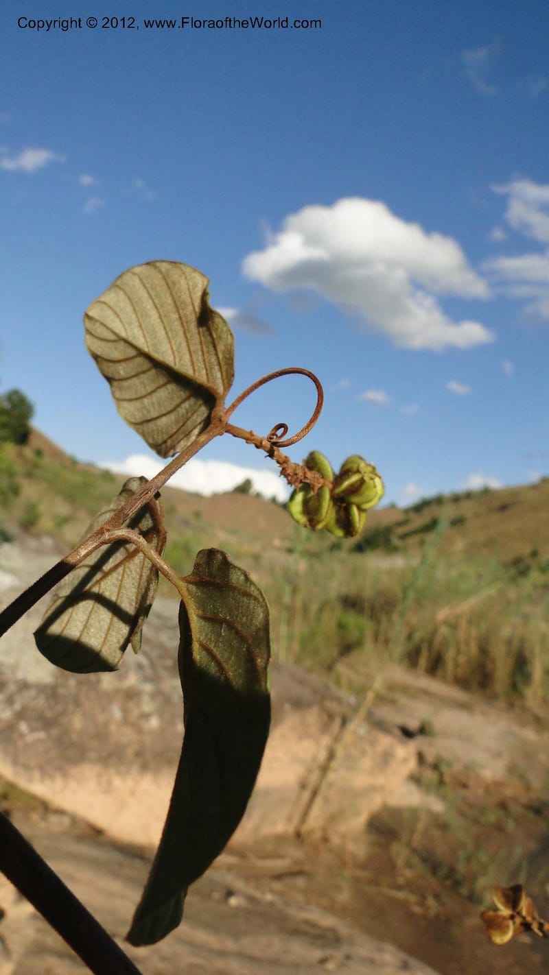 Gouania mauritiana, N. Manjato 155--Madagascar. Mania River. 1 May 2010 076 (7).jpg