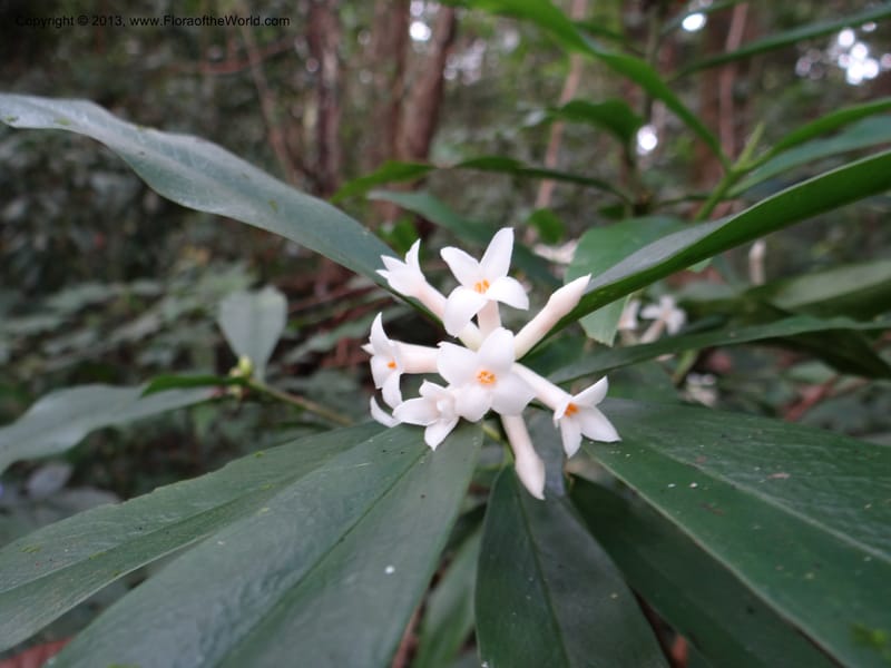 Daphne sureil, VC 5470--Thailand. Chiang Mai. Doi Suthep Pui N. P. 7 Nov 2012. (135).JPG