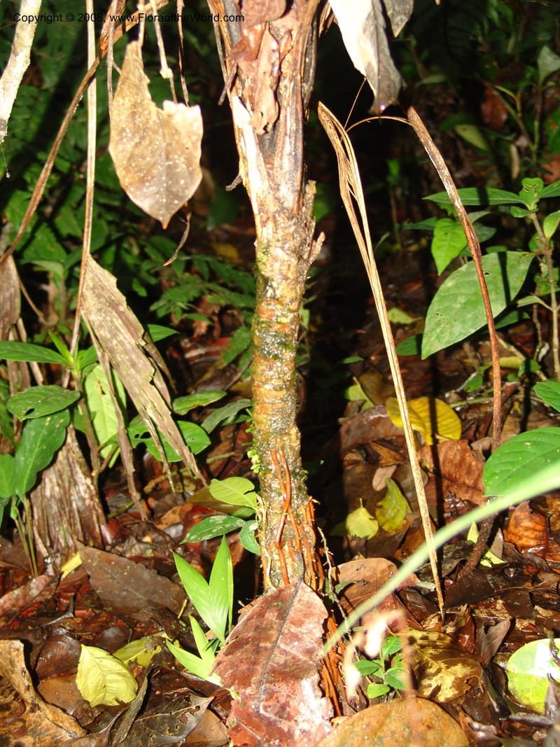 Geonoma brongniartii, AAraujoM3077--Bolivia. Pq. Nal. Madidi. Chalalan, Sendero sin nombre. 24 Sep 06.  400.jpg