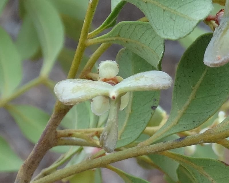 Guioa villosa, Callmander, M 1257--New Caledonia. Tiebaghi. 17 Nov 2015. DSC03437 (208).JPG