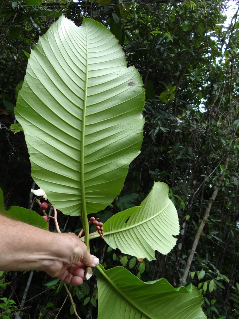 Dillenia, SAN.153241--Malaysia, Sabah. Tawai For. Res. 9 Apr 2012. DSC07890 (58).JPG