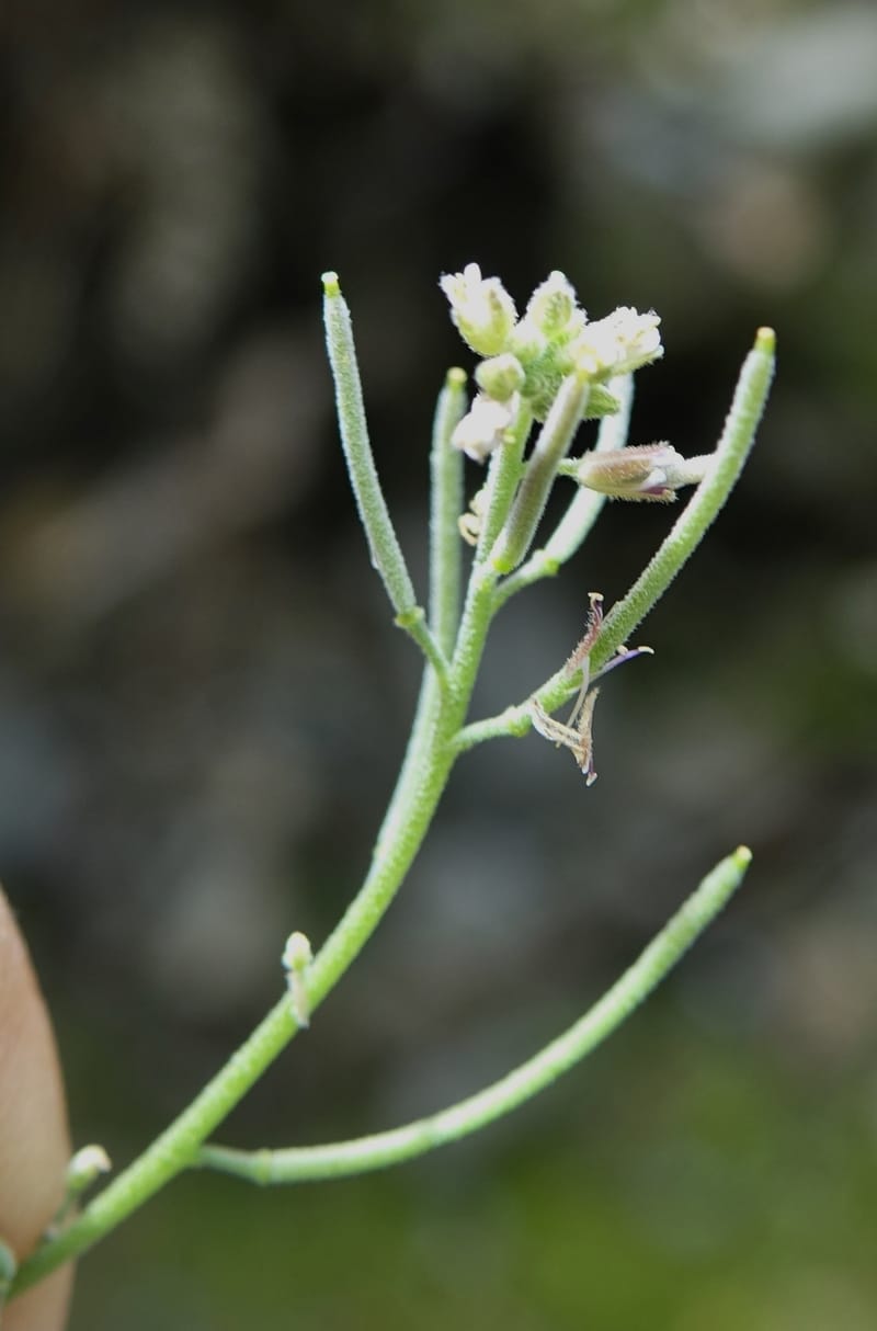 Arabis pycnocarpa var. pycnocarpa, D. Boufford 44001--China. Sichuan. Yibailingba-gou. 12 Aug 2017. DSC04660 (136).JPG