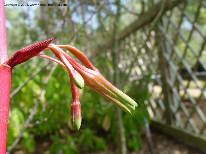 Beschorneria--TX. Humble. Mercer Garden. 20 Mch 04. 039.jpg
