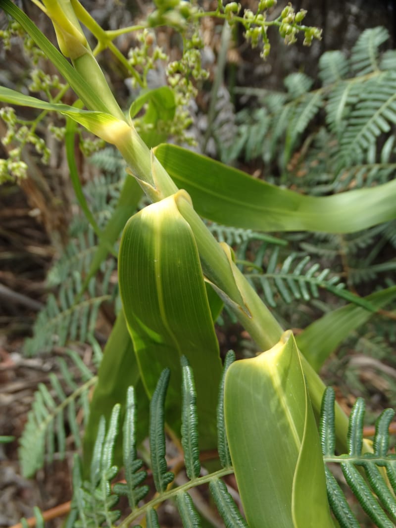 Flagellaria, Callmander, M 1254--New Caledonia. Tiebaghi. 17 Nov 2015. DSC03437 (12).JPG