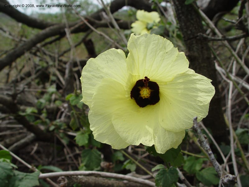 Hibiscus calyphyllus--So. Africa. KwaZuluNatal. Hluhluwe Game Res. 30 Sep 03. 094.jpg