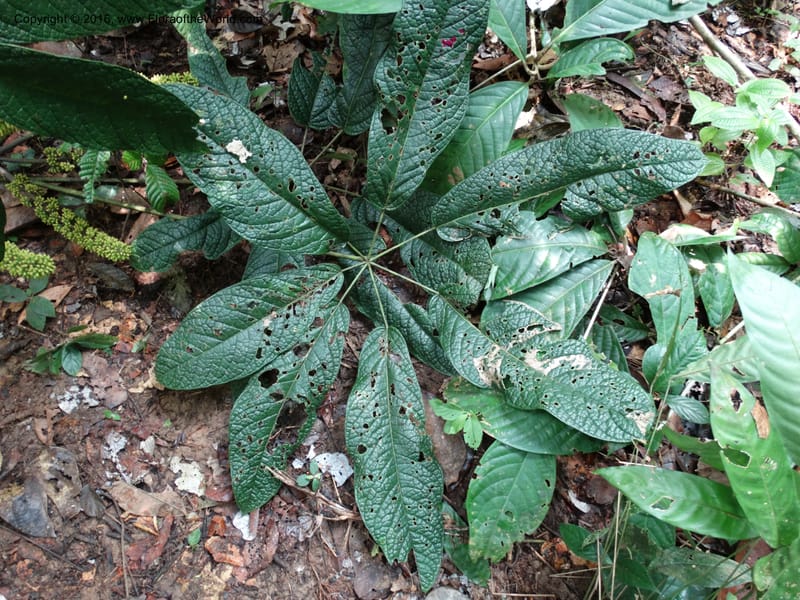 Schefflera, Davidson, C 12674--Sabah. Danum Valley. 4 Oct 2014. DSC01741 (210).JPG
