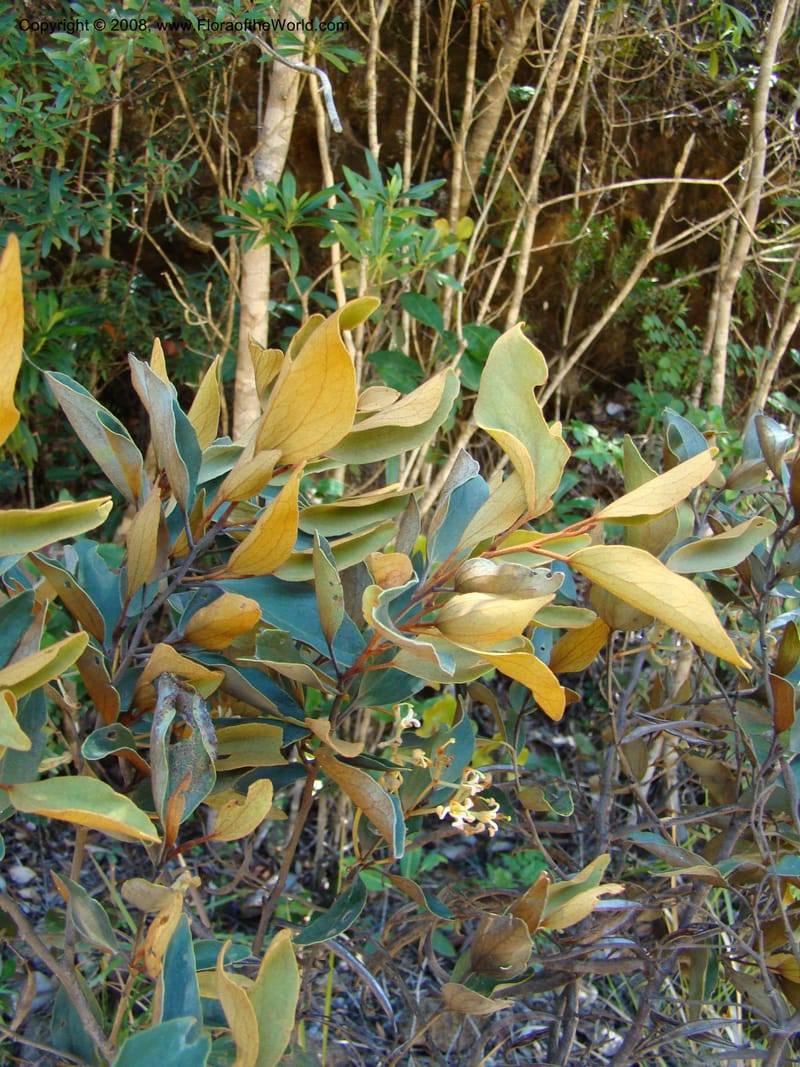 Stenocarpus tremuloides, JMunzinger4663--N.Caled. Dumbea Dam, Dumbea Riv. 11 Nov 07. 167.jpg