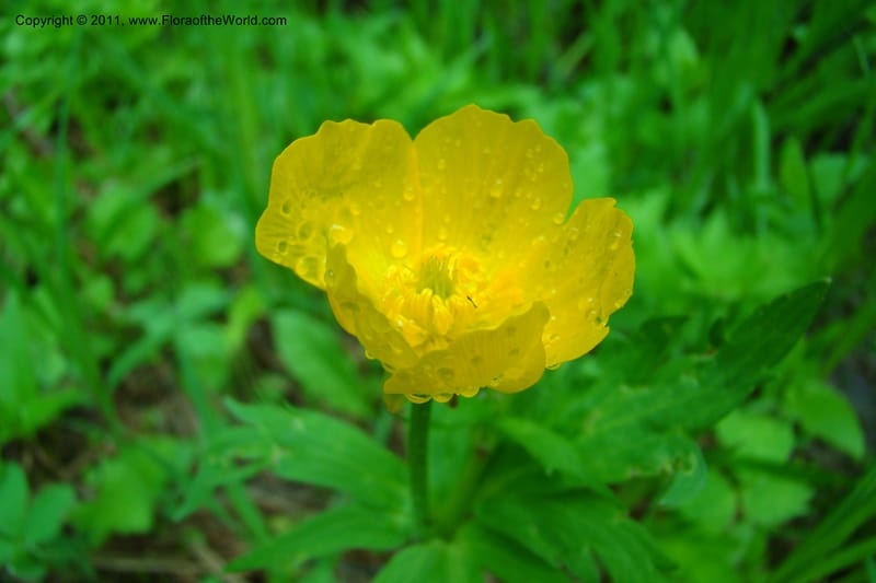 Ranunculus, C. Davidson 11402--Idaho. Adams Co. Smokey Boulder Rd. 6 June 2009. 008.jpg