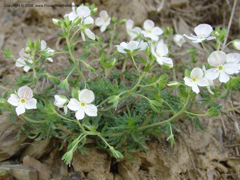 Veronica peduncularis--Georgia. Kazbegi region. E of Sno village. 3 Jun 05. 082.jpg