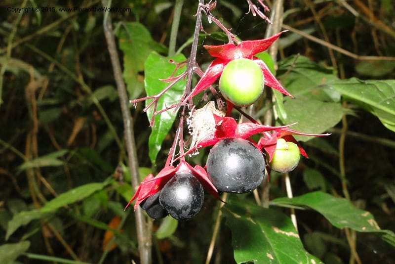 Clerodendrum, Regalado 1866--Viet Nam. Thac Kazan waterfall. 10 May 2011. 211 (4).jpg