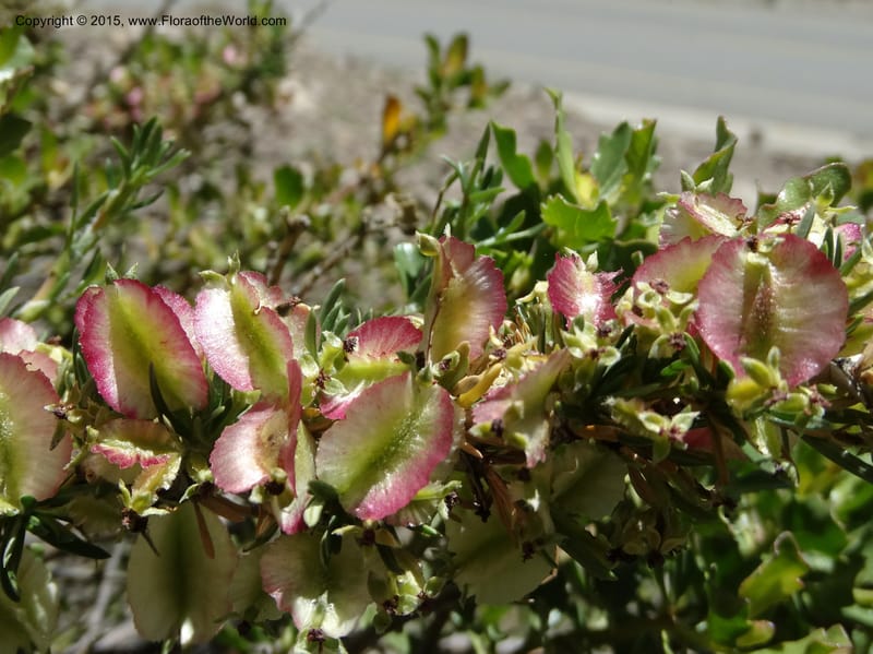 Tetraglochin alatum, Davidson, C 12788--Chile. Ruta 115, to Laguna del Maule. 24 Nov 2014. DSC07486 (284).JPG
