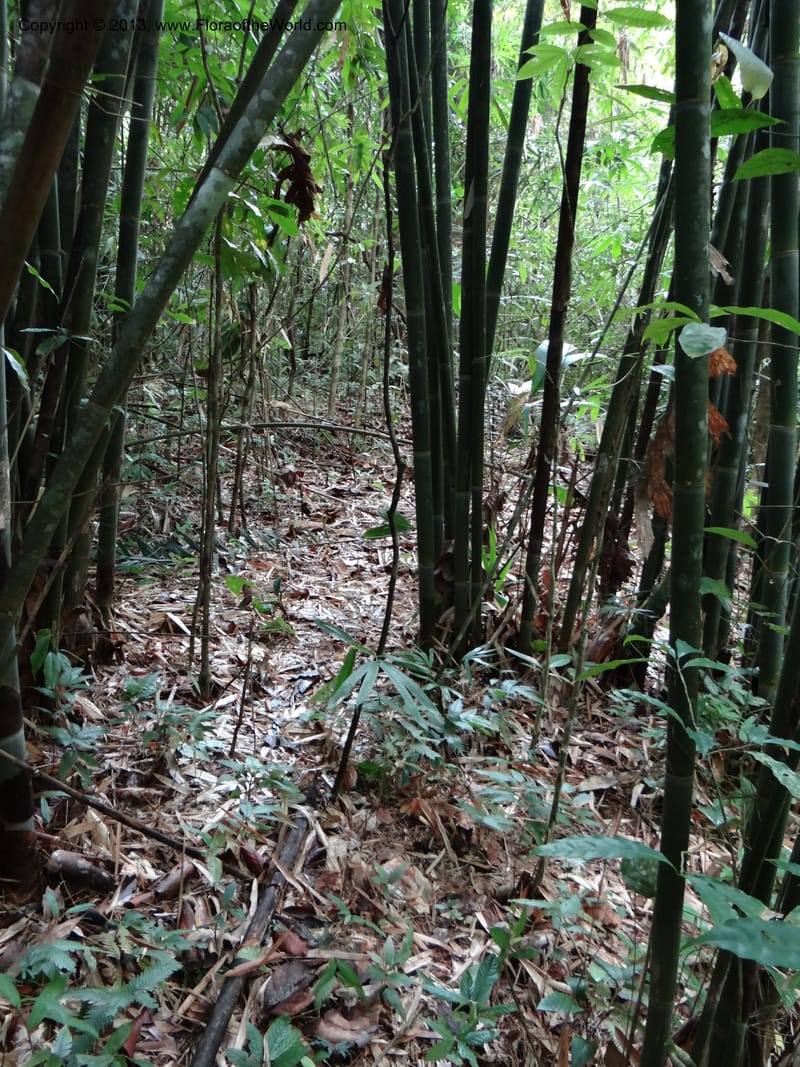 Habitat of Thismia. Thailand. Ranong. Klong Naka Wildlife Sanct. 14 Nov 2012. (300).JPG
