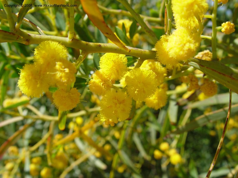 Acacia xanthina--Spain. Barcelona Botanic Garden. 19 Apr 04. 087.jpg