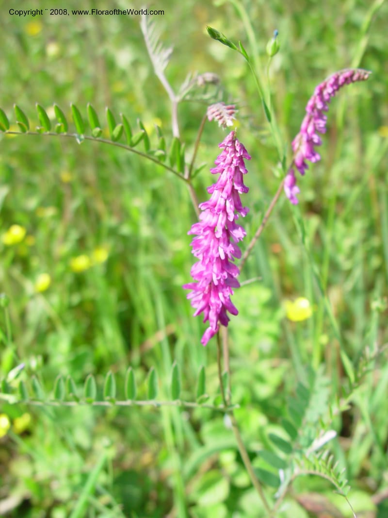 Vicia cracca--Italy. Tuscany. Ris. Nat. Basso Merse. 20 May 03.  203.jpg