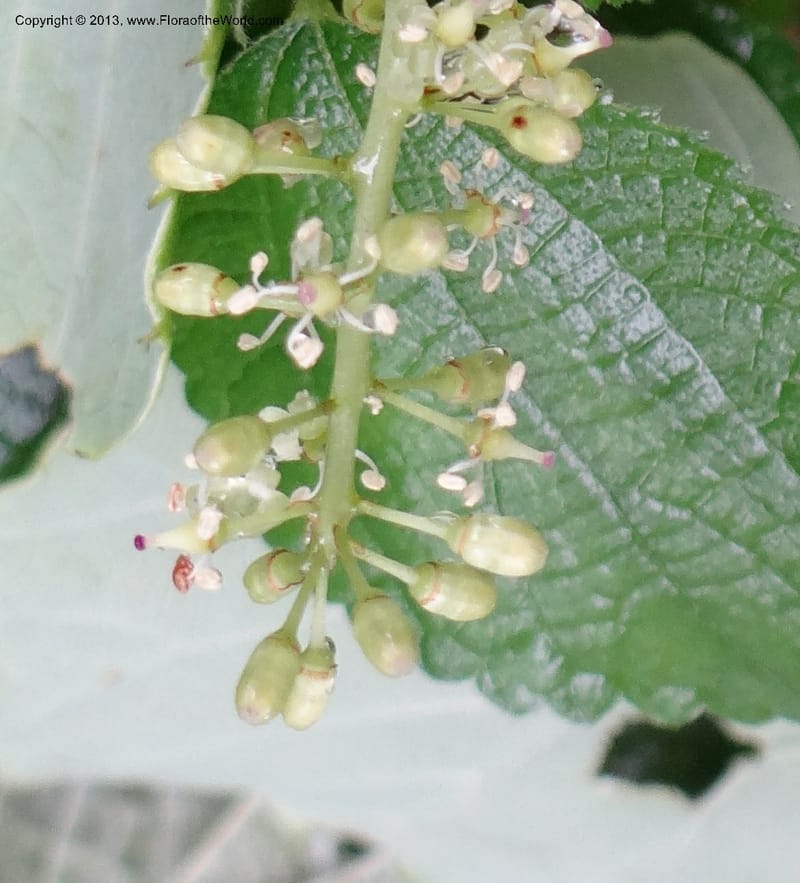 Vitis davidii, Davidson, C 12012--China. Anhui Prov. Huang Shan. 6 Jun 2012. DSC01928 (53).JPG