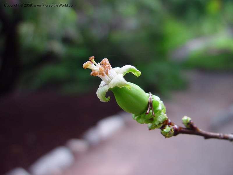 Cydonia sinensis--CA. UCLA. Mathias Bot. Gard. 13 Feb 03. 019.jpg