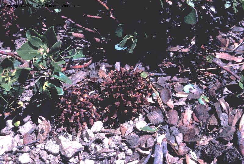 Boschniakia strobilacea, Thorne13001sl--CA. S. Bern. Co. S. Bernardino Mts. San Gorgonio Wildern. 21 Jul 77.001.jpg