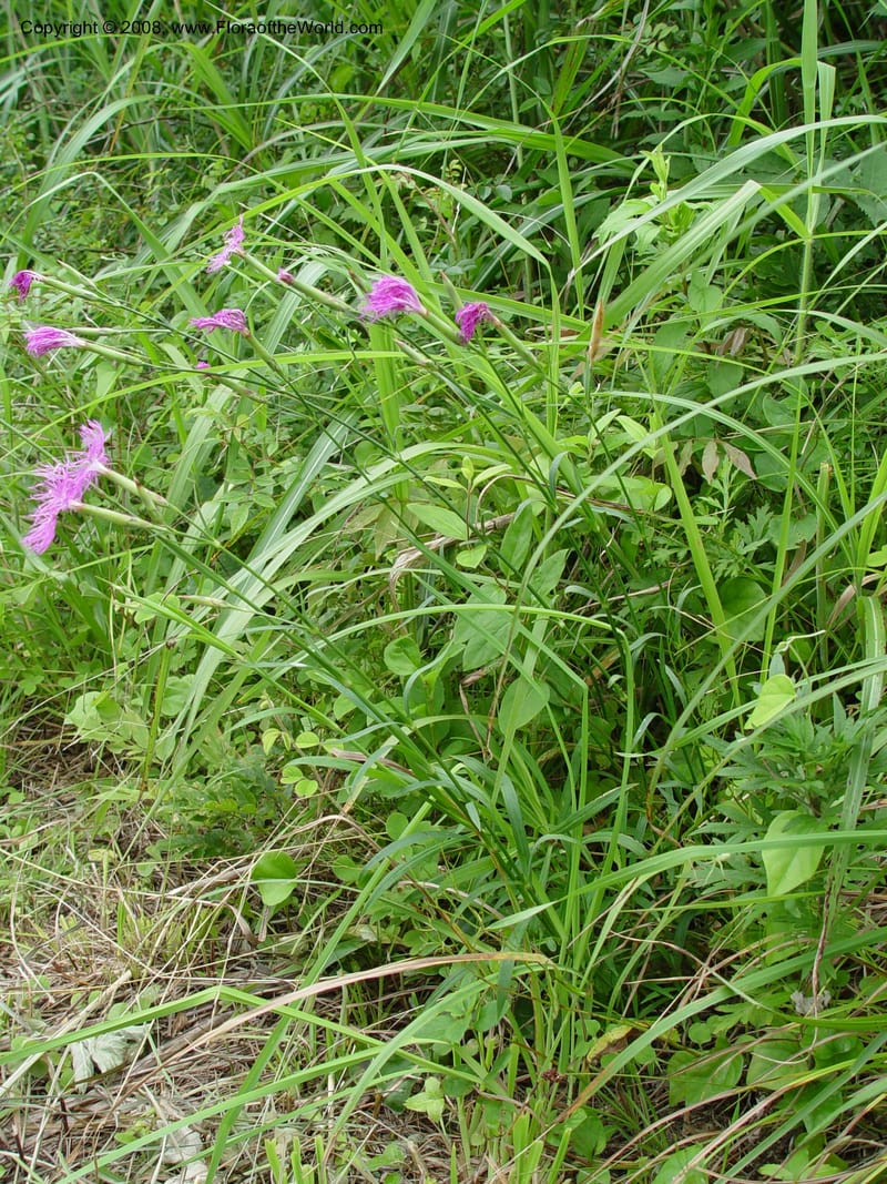 Dianthus superbus--Japan. Honshu. Shiga Pref. Ibukiyama. 18 Jul 03. 057.jpg