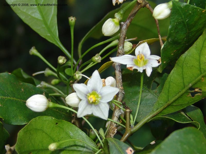 Capsicum, N.Martinez583--MX. Chiapas.  Sendero a Res. Biosph. El Triunfo . 12 Nov 04. 011.jpg