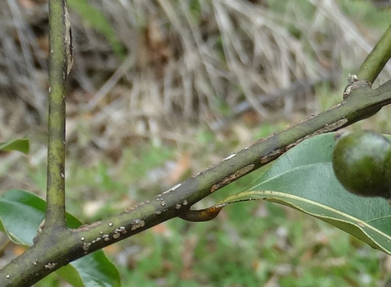 Cryptocarya, Lowry, P 7337--Fiji. Vesidrua Vill. 5 Nov 2015. DSC09215 (29).JPG