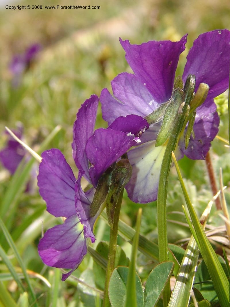Viola oreades--Georgia. Vic. of Tskhrats'karo Pass. 7 Jun 05. 180.jpg