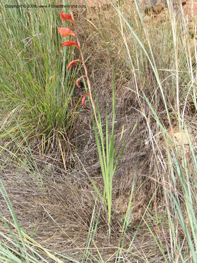 Gladiolus dalenii--So.Africa. E. Cape. R58 SE of Lady Grey. 10 Mch 05. 065.jpg