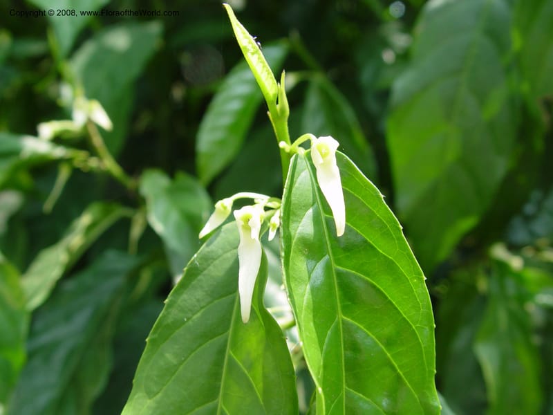Glossocalyx longicuspis--Cameroon. Limbe Botanic Garden. 4 Dec 03. 200.jpg