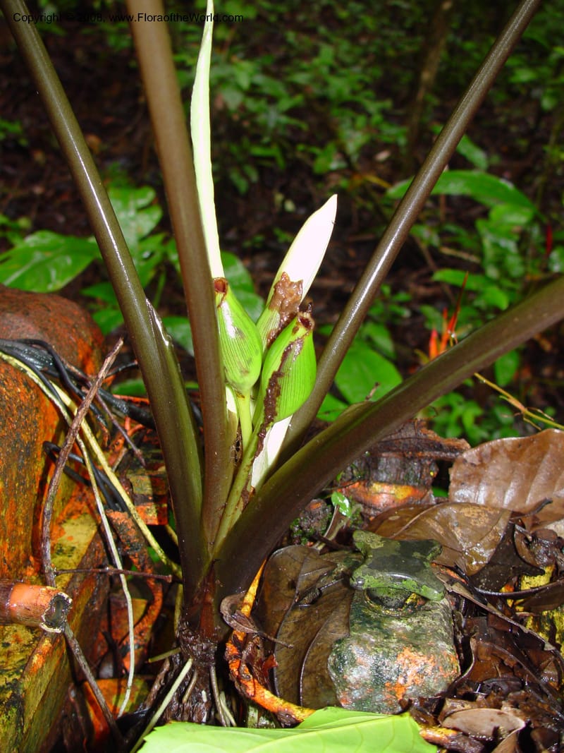 Xanthosoma grenvillei, not coll.--Fr. Guiana. Tresor Res. Nat. Type local. 12 Mch 02. 003.jpg