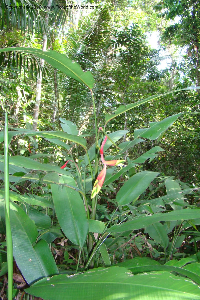 Heliconia juruana, R. Vasquez 34617--Peru. Loreto. Dist. Nauta. Pacaya Samiria. Qbd Pucate. 6 Nov 08. 633.jpg