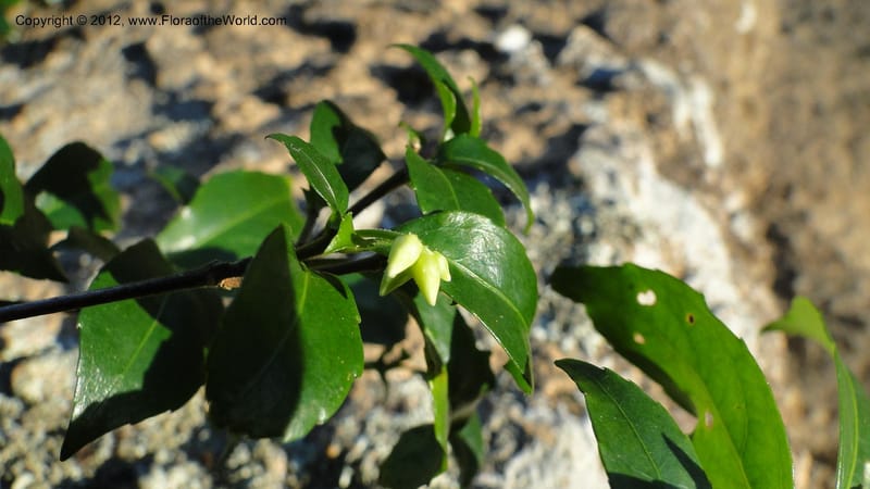 Rinorea angustifolia, N. Manjato 151--Madagascar. Mania River. 1 May 2010 159 (28).jpg