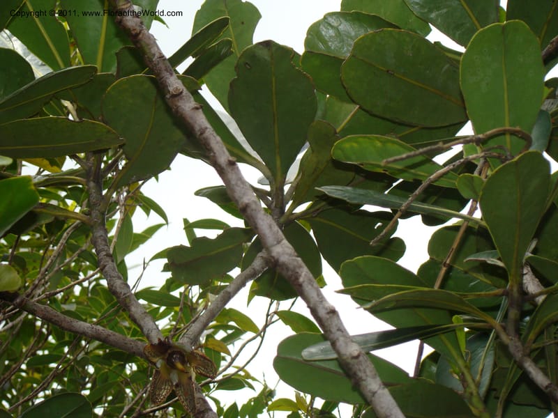 Strasburgeria robusta, Munzinger, J 4877--New Caledonia,  Dzumac, 20 Nov 2007, 28 (19).jpg