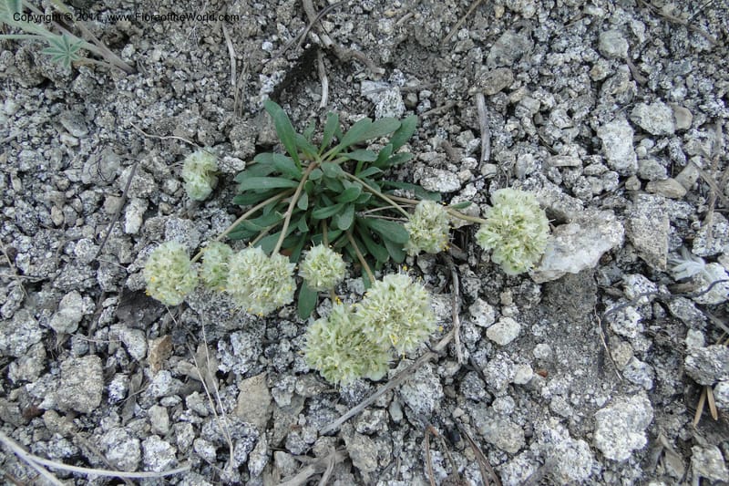Calyptridium umbellatum, Davidson, C 11865--Idaho. Idaho Co. Warren Wagon Rd. 8 July 2011. 043 (1).jpg