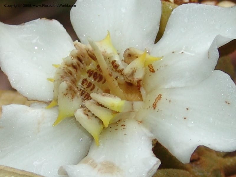 Blakea, DNeill15917--Ecuador. Prv. Zam. Ch. C del Condor. Wawaime plot. 22 Sep 07. 429.jpg