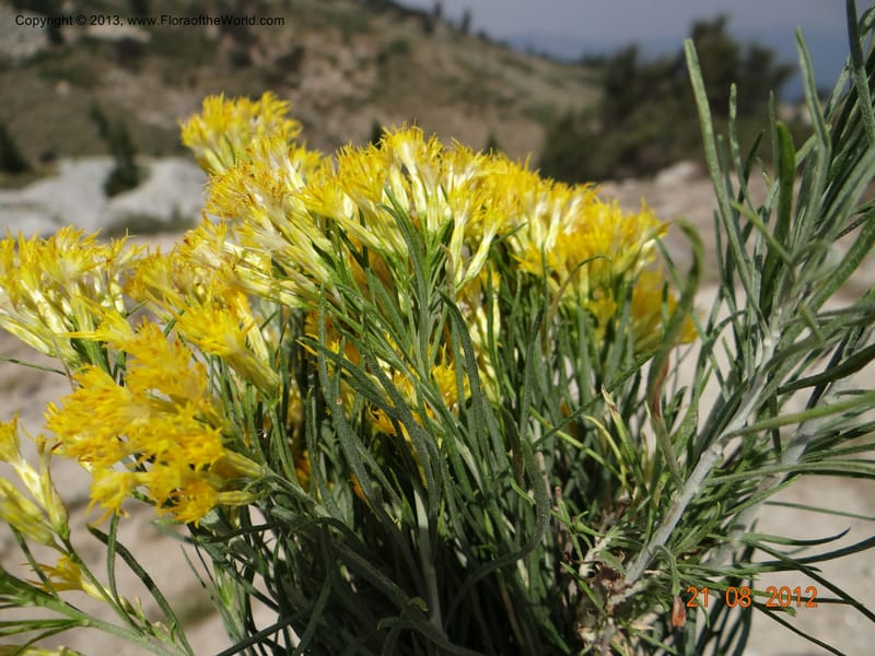 Chrysothamnus nauseosus, Davidson, C 12111--USA, Owyhee County, Idaho, 21 Aug 2012  3170 (5).JPG