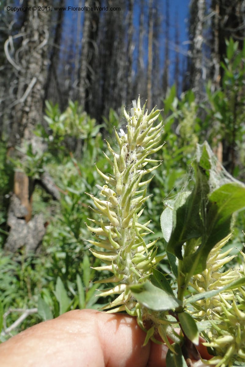 Salix, Davidson, C 11870--Idaho. Idaho Co. Warren Wagon Rd. 8 July 2011. 074 (4).jpg