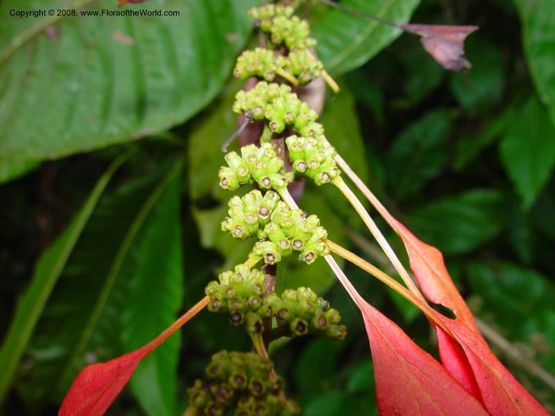 Warszewiczia coccinea--Costa Rica. Limon. La Quinta Inn. 1 Mch 02. 005.jpg