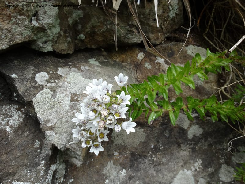 Wahlenbergia fernandeziana, Ricci, M 554.15--Chile. Juan Fernandez. Mirador Selkirk. 23 Feb 2015. DSC09106 (47).JPG